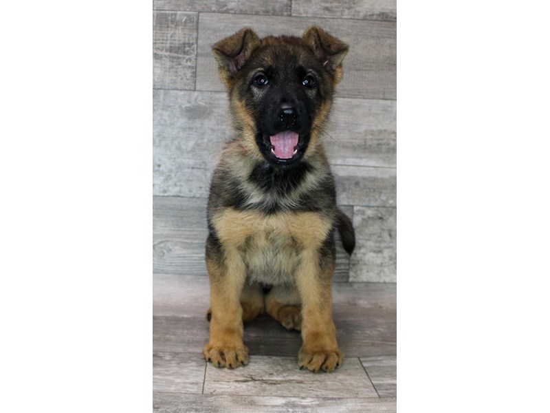 German Shepherd Dog - 16699 Image #1