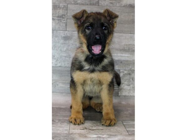 German Shepherd Dog – 16699