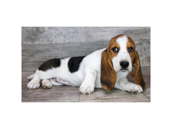 Basset Hound Dog Female Black Tan / White 16693 Petland Chillicothe, Ohio