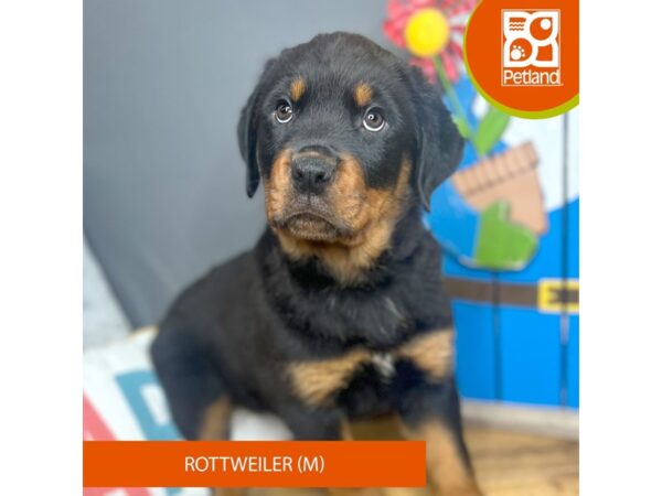 Rottweiler – 16698