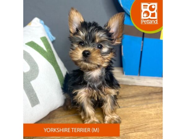 Yorkshire Terrier – 16697