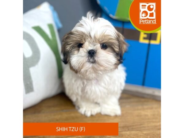 Shih Tzu – 16695