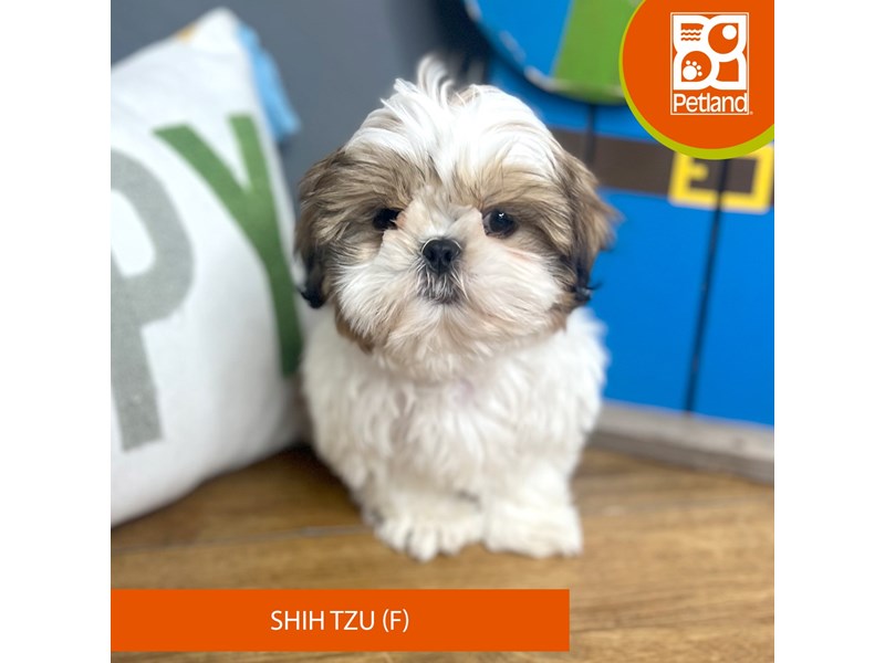Shih Tzu - 16695 Image #1