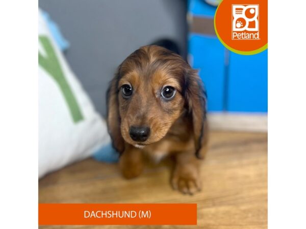 Dachshund – 16694