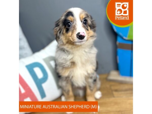 Miniature Australian Shepherd – 16692