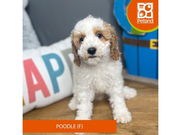 Poodle – 16691