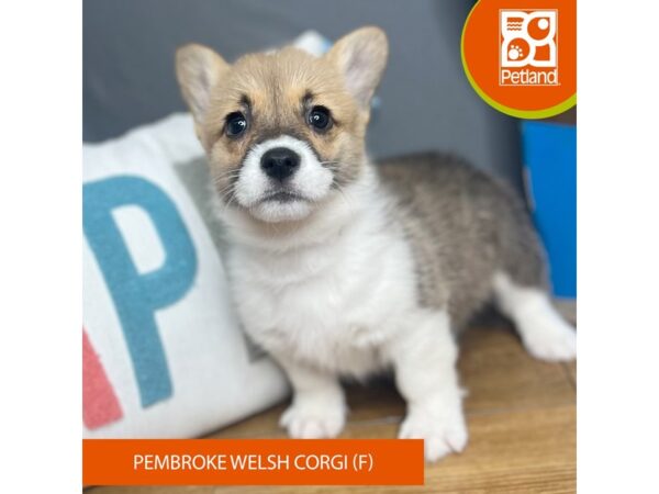 Pembroke Welsh Corgi – 16690