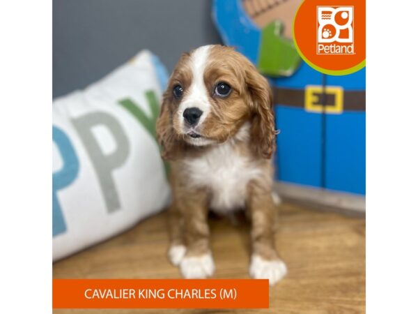 Cavalier King Charles Spaniel Dog Male Ruby 16689 Petland Chillicothe, Ohio