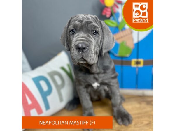 Neapolitan Mastiff – 16700