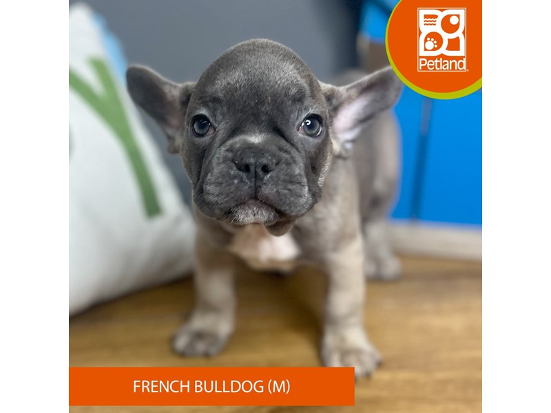 French Bulldog - 16702 Image #1