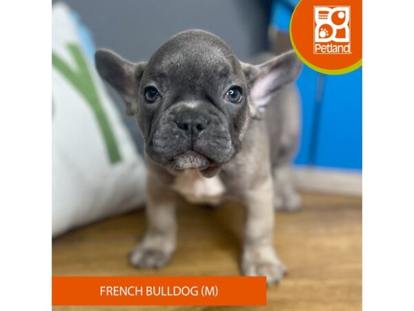 French Bulldog – 16702