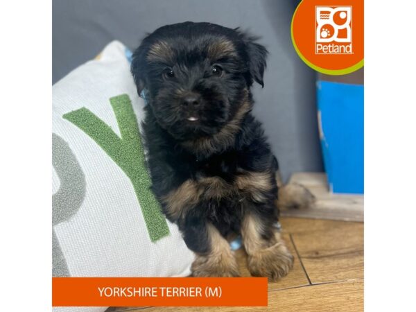 Yorkshire Terrier – 16703