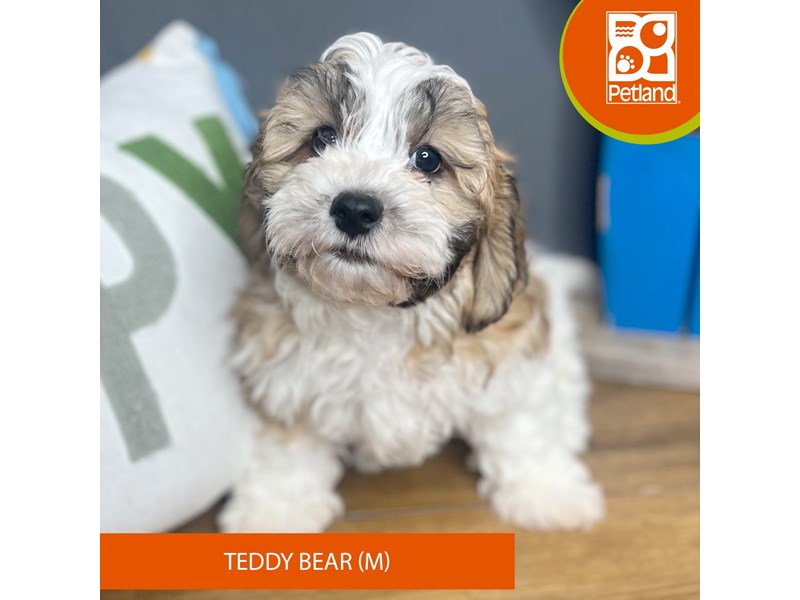 Teddy Bear - 16704 Image #1