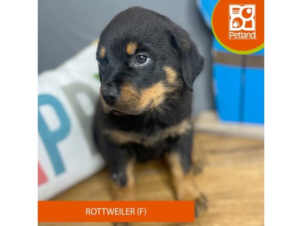 Rottweiler – 16705