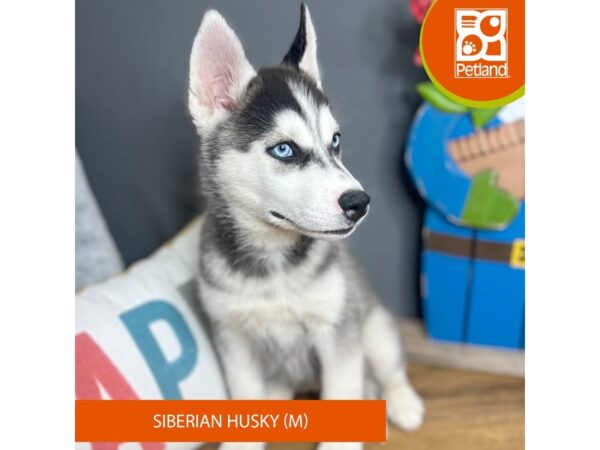 Siberian Husky – 16708