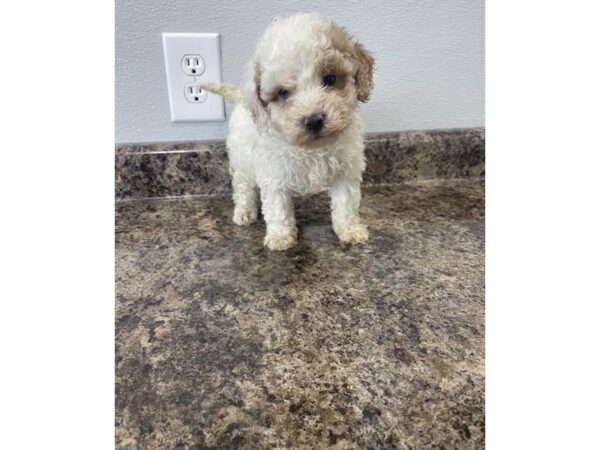 Bernedoodle Mini 2nd Gen-Dog-Male-Red-16715-Petland Chillicothe, Ohio