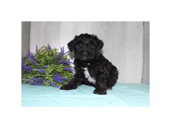 Yorkiepoo – 16716