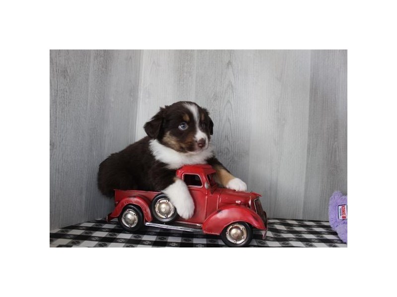 Miniature Australian Shepherd - 16717 Image #1