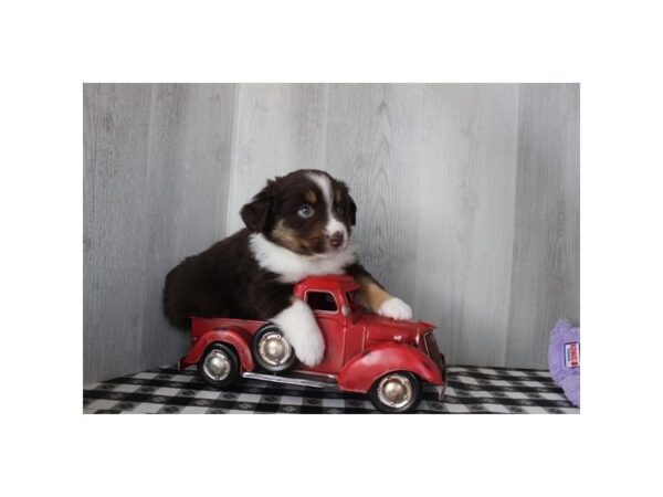Miniature Australian Shepherd – 16717