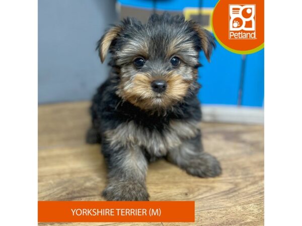 Yorkshire Terrier-Dog-Male-Black / Tan-16714-Petland Chillicothe, Ohio