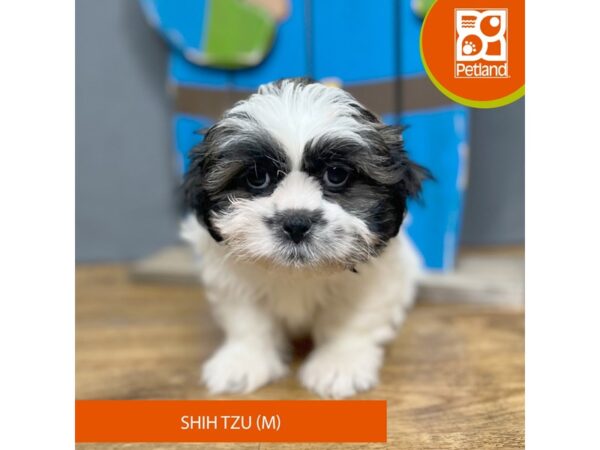 Shih Tzu – 16720