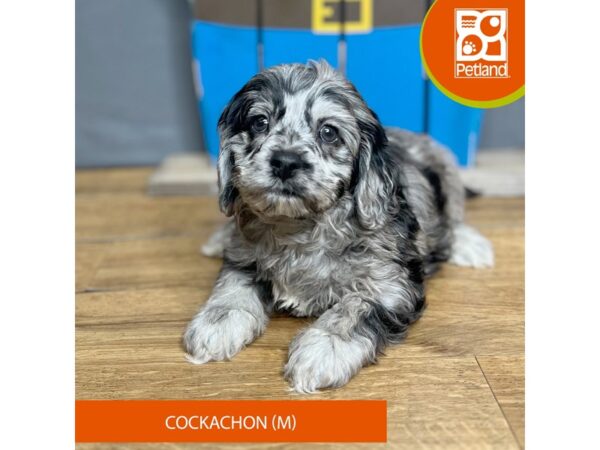 Cockachon Dog Male Black Merle 16718 Petland Chillicothe, Ohio