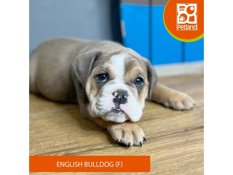 English Bulldog - 16712 Image #1