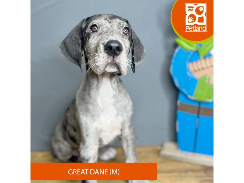 Great Dane - 16711 Image #1