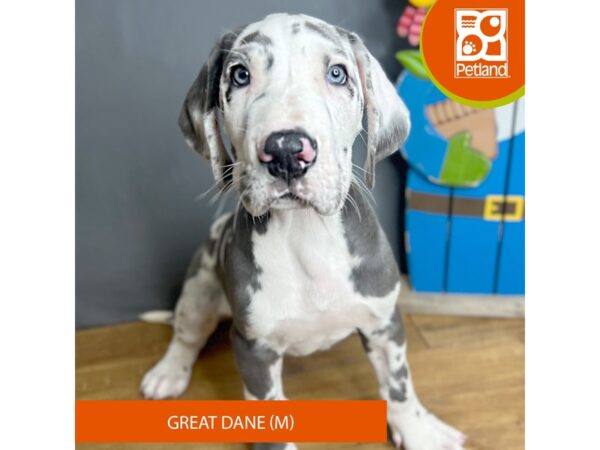 Great Dane – 16710