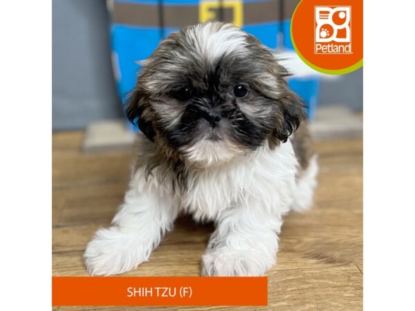 Shih Tzu – 16719