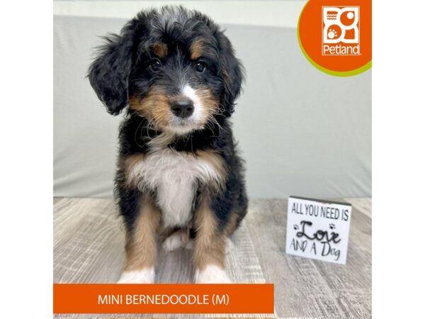 Bernedoodle Mini-Dog-Male-Tri-Colored-16798-Petland Chillicothe, Ohio