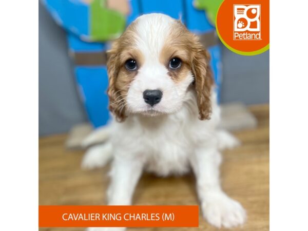 Cavalier King Charles Spaniel – 16730