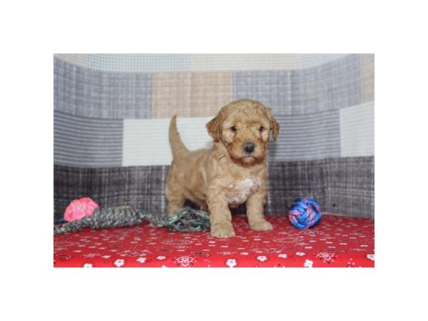 Goldendoodle Mini 2nd Gen – 16750
