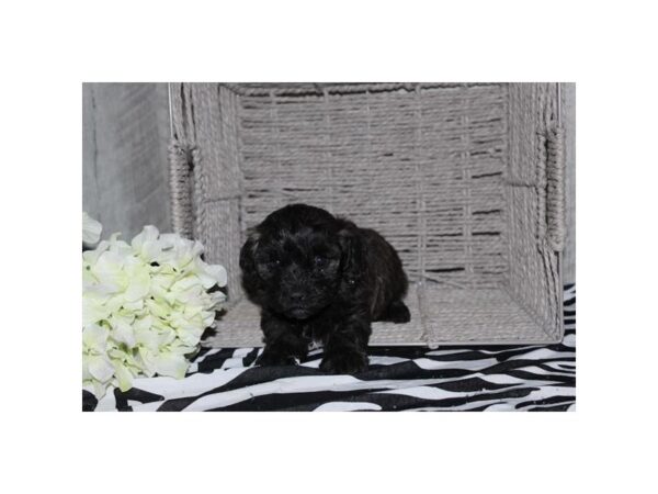 Maltipoo Dog Female Brindle 16765 Petland Chillicothe, Ohio