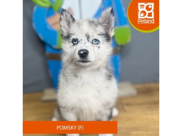 Pomsky Dog Female Blue Merle 16773 Petland Chillicothe, Ohio