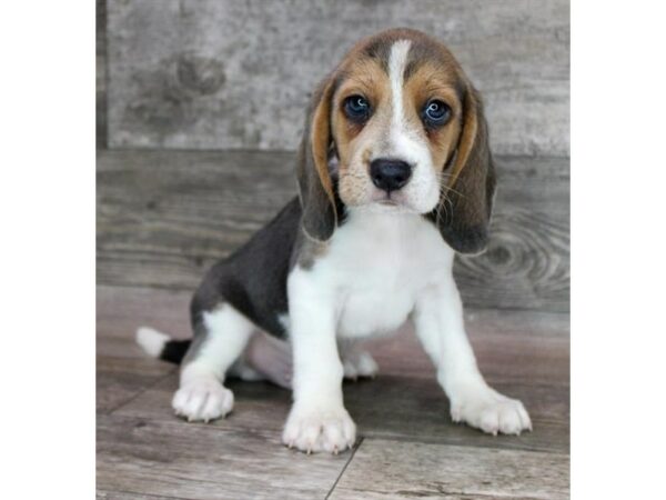 Beagle-Dog-Male-Blue Tan / White-16797-Petland Chillicothe, Ohio