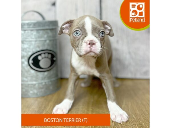 Boston Terrier-Dog-Female-Champagne-16784-Petland Chillicothe, Ohio