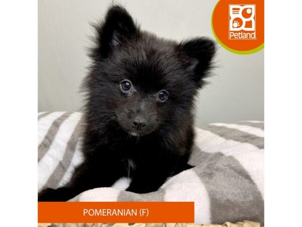 Pomeranian-Dog-Female-Black-16801-Petland Chillicothe, Ohio