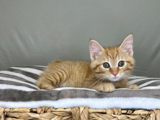 American Shorthair Cat Male Orange 16800 Petland Chillicothe, Ohio