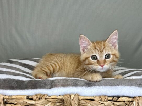 American Shorthair-Cat-Male-Orange-16800-Petland Chillicothe, Ohio