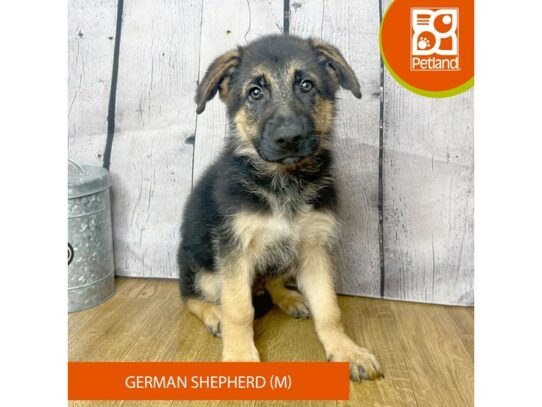 German Shepherd Dog-Dog-Male-Black / Tan-16791-Petland Chillicothe, Ohio