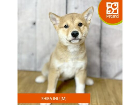 Shiba Inu Dog Male Red Sesame 16790 Petland Chillicothe, Ohio