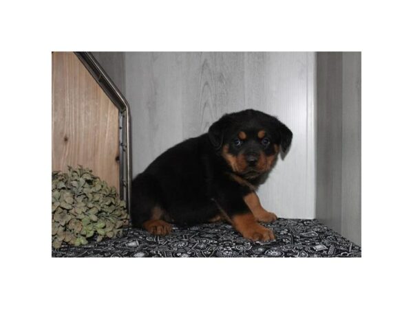 Rottweiler Dog Female Black / Tan 16819 Petland Chillicothe, Ohio