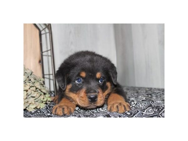 Rottweiler Dog Male Black / Tan 16820 Petland Chillicothe, Ohio