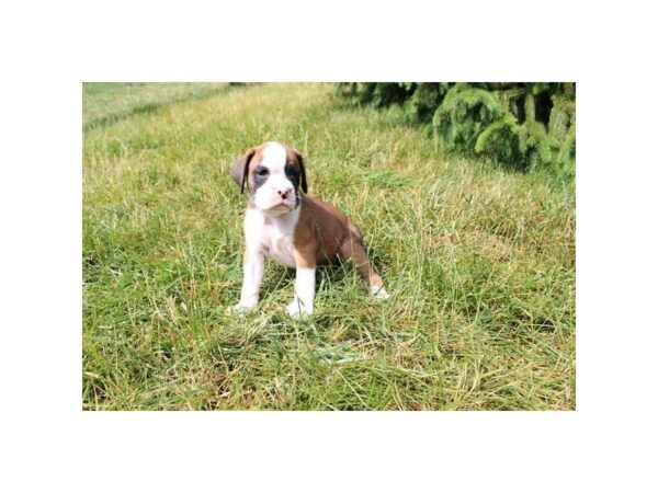 Boxer-Dog-Female-Fawn / White-16814-Petland Chillicothe, Ohio