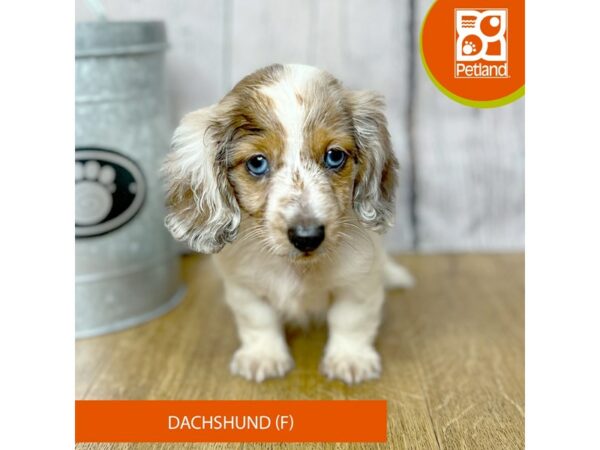 Dachshund-Dog-Female-Gray / White-16817-Petland Chillicothe, Ohio