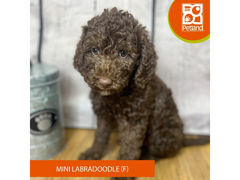 Available Pets Page 2 of 4 Petland Chillicothe, Ohio