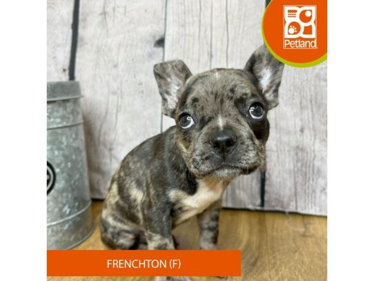 Frenchton Dog Male 16843 Petland Chillicothe, Ohio