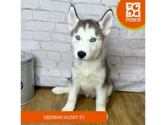 Siberian Husky Dog Female Agouti / White 16856 Petland Chillicothe, Ohio