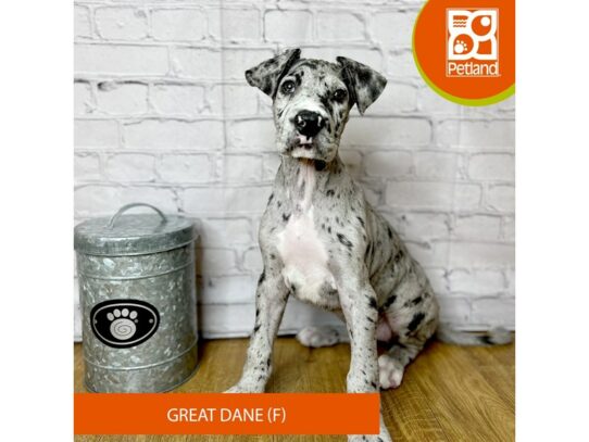 Great Dane Dog Female Blue Merlequin 16877 Petland Chillicothe, Ohio